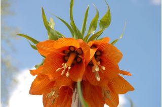 Keisarinpikarililja - Oranssi - Fritillaria imperialis