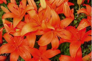 Lilium, Lily Asiatic Orange
