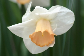 Narcizas - Salome - pakuotėje yra 5 vnt - Narcissus