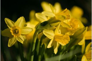 Narcizas - Tete-a-Tete - pakuotėje yra 5 vnt - Narcissus
