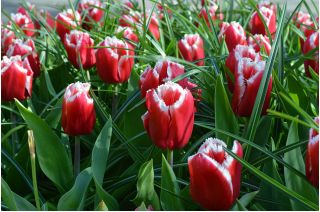Tulipa Basket - Tulip Basket - 5 květinové cibule - Tulipa Canasta