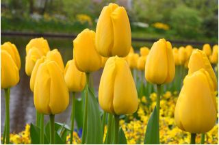 Tulipano Golden Apeldoorn - pacchetto di 5 pezzi - Tulipa Golden Apeldoorn