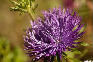 Callistephus chinensis - 500 sementes - violeta