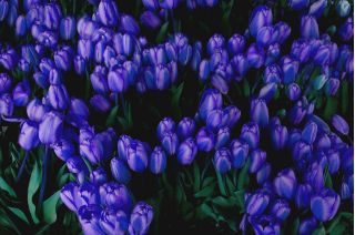 Tulip Blue - liels iepakojums! - 50 gab - 