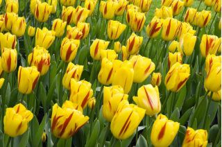 Tulpės Washington - pakuotėje yra 5 vnt - Tulipa Washington