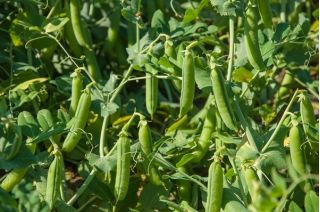 “六周”豌豆 -  500克 -  2000粒种子 - Pisum sativum L. - 種子