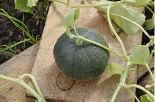 Melon - Charentaise - 60 seemned - Cucumis melo L.