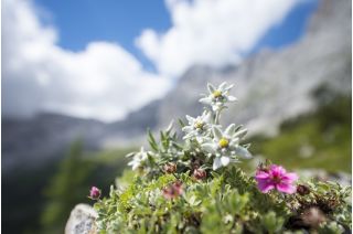 Flower selection - Polish Tatra blooms