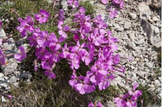Selezione di fiori - fioriture polacche di Tatra -  - semi