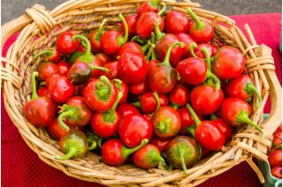 Lada "Ontara" - pelbagai tomato - Capsicum L. - benih