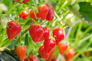 딸기 "레인보우 보물 F1"- 5 종 - Fragaria ×ananassa - 씨앗