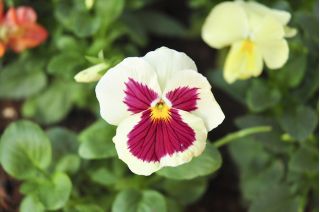 Large-flowered garden pansy - white with pink spot - 240 seeds