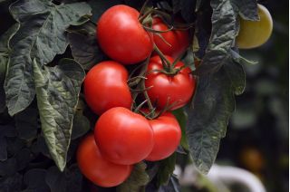 Rajčica "Jupiter" - za uzgoj pod pokrivačem - sjemenke premium sorte za svakoga - 30 sjemenki - Solanum lycopersicum 