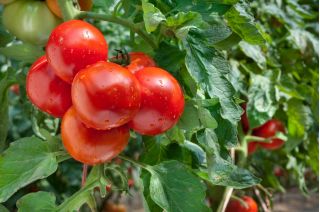 Domates "Jüpiter" - örtüsü altında yetiştiriciliği için - herkes için premium çeşit çeşit tohumlar - 30 tohum - Solanum lycopersicum 