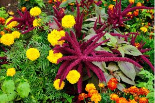 Amaranth "Kalejdoskop Barw" - çok renkli çeşitlerden bir seçim - 700 tohum - Amaranthus sp. - tohumlar