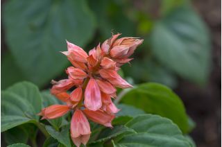 Tropická šalvia - ružovooranžová odroda - 84 semien - Salvia splendens - semená