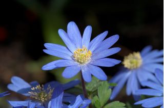 Anemone blanda Blue Odtiene - 8 kvetinové cibule