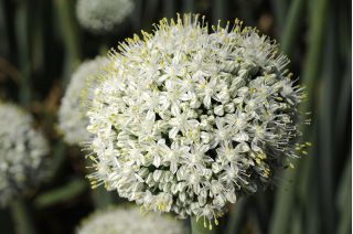 Allium White Giant - củ / củ / rễ