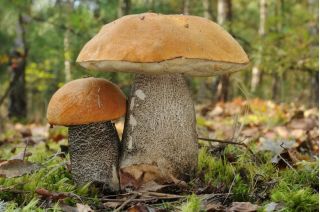 Orange birch bolete - mycelium - Leccinum versipelle