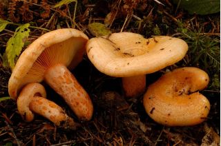 Furumatriske - Mycelium - Lactarius deliciosus