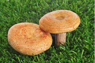 藏红花牛奶盖 - 菌丝体;红松蘑菇 - Lactarius deliciosus