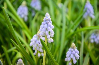 Muscari Ester - Hroznová hyacint Ester - 10 květinové cibule