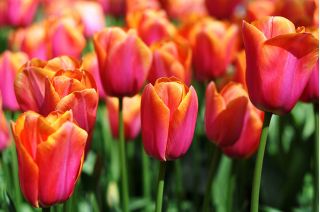 Тюльпан Annie Schilder - пакет из 5 штук - Tulipa Annie Schilder