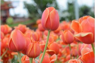 Tulipa Anno Schilder - Tulpe Anno Schilder - 5 Zwiebeln