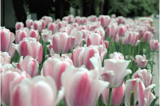 Tulipa Beautiful World - Tulip Beautiful World - 5 lampu - Tulipa Beau Monde