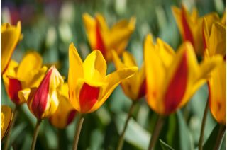 Tulp Chrysantha - pakket van 5 stuks - Tulipa Chrysantha