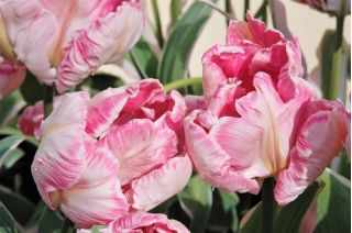 Tulpės Elsenburg - pakuotėje yra 5 vnt - Tulipa Elsenburg