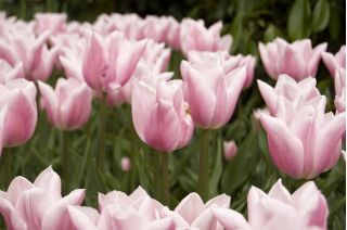 Tulipa Miss Elegance - 튤립 미스 우아함 - 5 알뿌리