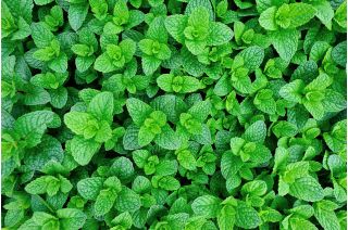 Home Garden - äppel mint - för inomhus och balkong odling; ananas mint, ull mint, rundbladig mynta - Mentha rotundifolia - frön