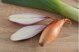 Čebula "Sopelek" - podolgovate čebulice - 500 semen - Allium cepa L. - semena