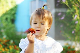 Happy Garden - "Cosmic Marigold" - Σπόροι που τα παιδιά μπορούν να αναπτυχθούν! - 315 σπόρους - Tagetes patula nana  - σπόροι