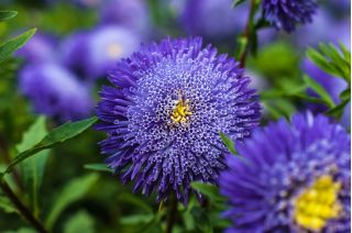 Pom-pom-flowered aster "Bolero" - light blue - 225 seeds