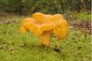 Conifeerboompaddestoelenset + parasolpaddestoel - 7 soorten - mycelium, broed - 