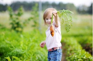 Happy Garden - هویج رنگین کمان - دانه هایی که کودکان می توانند رشد کنند! - Daucus carota