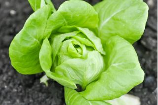 Happy Garden - "الخس الكامل من الفيتامينات" - البذور التي يمكن أن ينموها الأطفال! - 945 بذور - Lactuca sativa - ابذرة