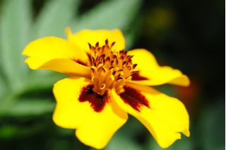 Marigold Prancis "Beata" - bunga tunggal, madu-carmine - Tagetes patula - biji