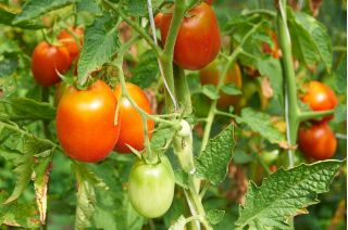 番茄“苏里亚” - 田间，矮小品种产生拉长的果实 - Lycopersicon esculentum Mill  - 種子