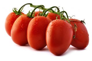 الطماطم "Cencara F1" - الدفيئة ، مجموعة متنوعة طويل القامة - Lycopersicon esculentum Mill  - ابذرة