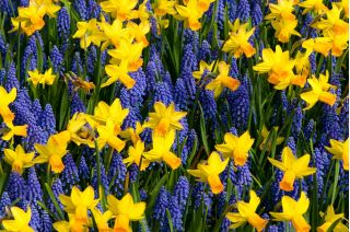 Blå gul sett - drue hyacint + jonquil - 60 stk - 