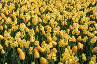 Clairière jaune - Ensemble de tulipes et Jonquilles - 50 pcs - 