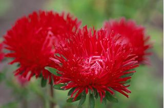 Bandera búlgara - Semillas de 3 variedades de plantas con flores. - 