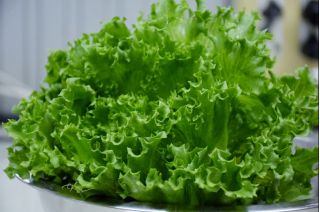 Salat -  Foliosa - Querido - Lactuca sativa var. foliosa  - frø