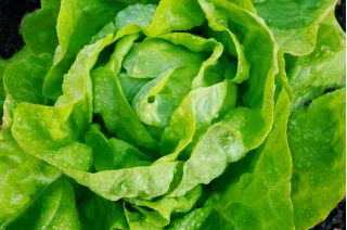 Butterhead lettuce "Lento" - SEED TAPE