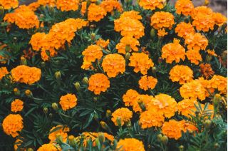 French marigold "Valencia" - low growing variety - 315 seeds
