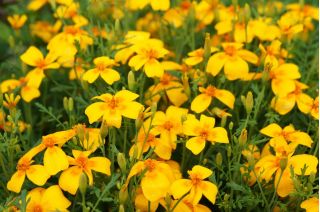 Signet kadife çiçeği "Talizman" - sarı - Tagetes patula L. - tohumlar