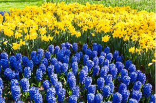 Blue–flowered hyacinth and jonquil – 40 piece set